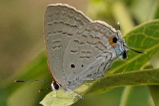 Zophodia pectinatella - Brauner Playboy